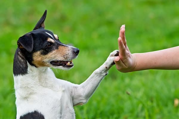 Los perros zurdos podrían responder de forma más agresiva. Olaf Herschbach / EyeEm / Getty Images.