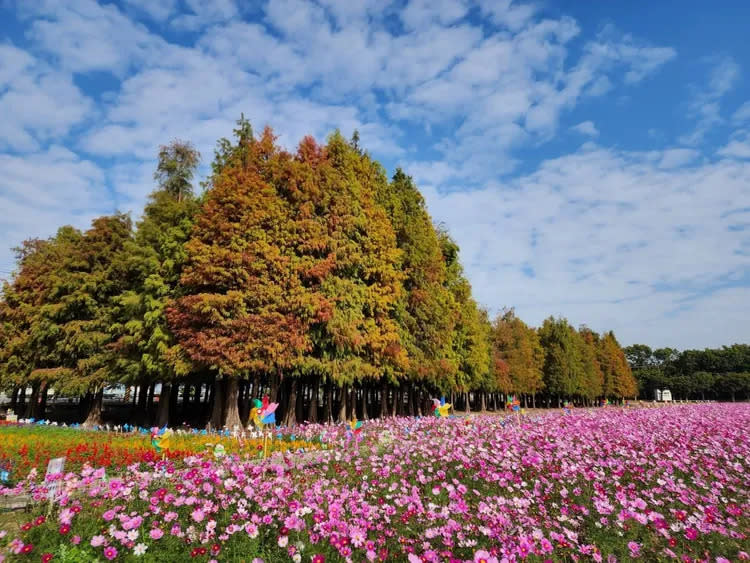 台南六甲落羽松，周邊花海簇擁。觀旅局提供