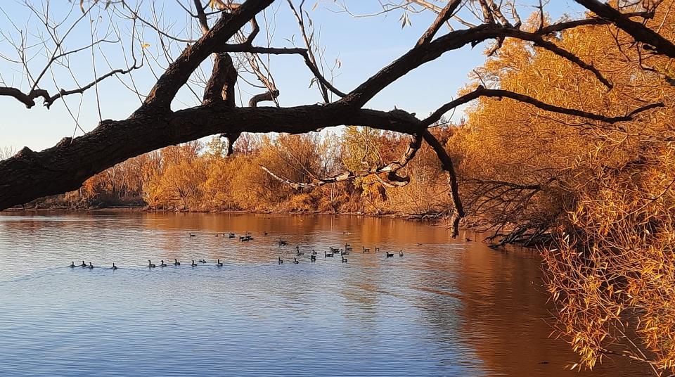 Presque Isle State Park in is a paradise for bird watchers and anglers. Here a variety of birds swim on Oct. 27, 2022, along the peninsula. The Pennsylvania Department of Conservation and Natural Resources is planning a variety of improvements to the state park.