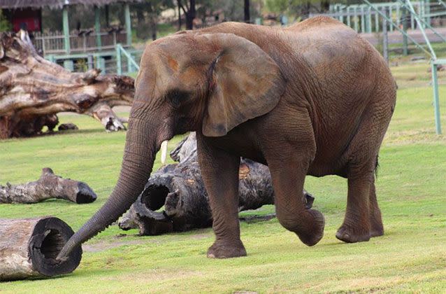 Cuddles, the Taronga Zoo’s longest residing animal and the last African elephant in Australia, has died. Picture: Taronga Western Plains Zoo