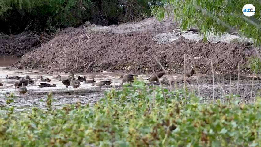 Mexican ducks are captured and fitted with radio collars and then released on Aug. 16, 2023, at the Whitewater Draw Wildlife Area in McNeal, Arizona.