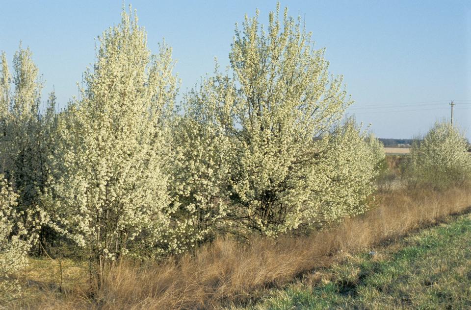 A Bradford pear in bloom that escaped from cultivation near Edgar Spring, in Texas County. Bradford pears are a cultivar of callery pears.