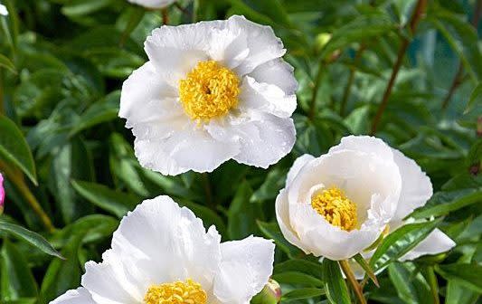 Krinkled White peonies - GAP Photos