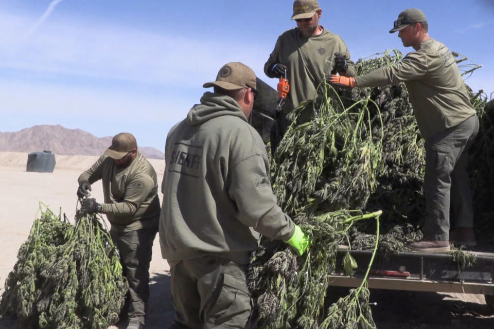 San Bernardino County sheriff's deputies confiscate illegally grown marijuana. (NBC News)