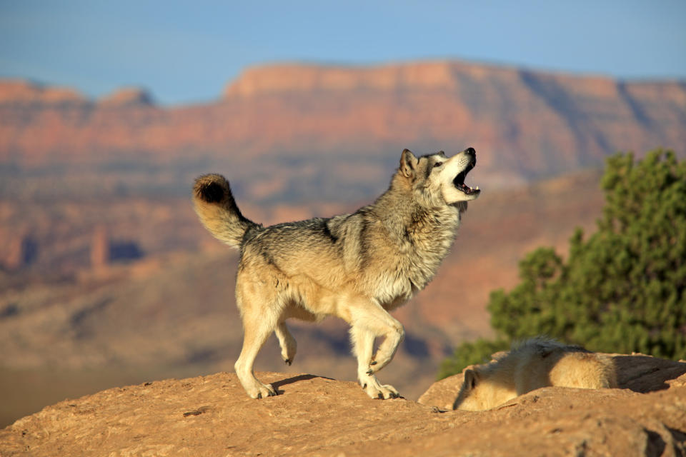 Gray wolf, timber wolf, (Canis lupus), Monument Valley, Utah, USA, adult howling.