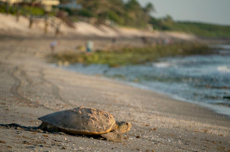 A green turtle crawls to the ocean after nesting on the beach in Coral Cove Park in Tequesta, Florida on July 10, 2023.