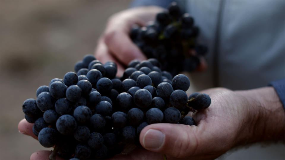 Grapes produced at Coombsville - Credit: Wildly SImple