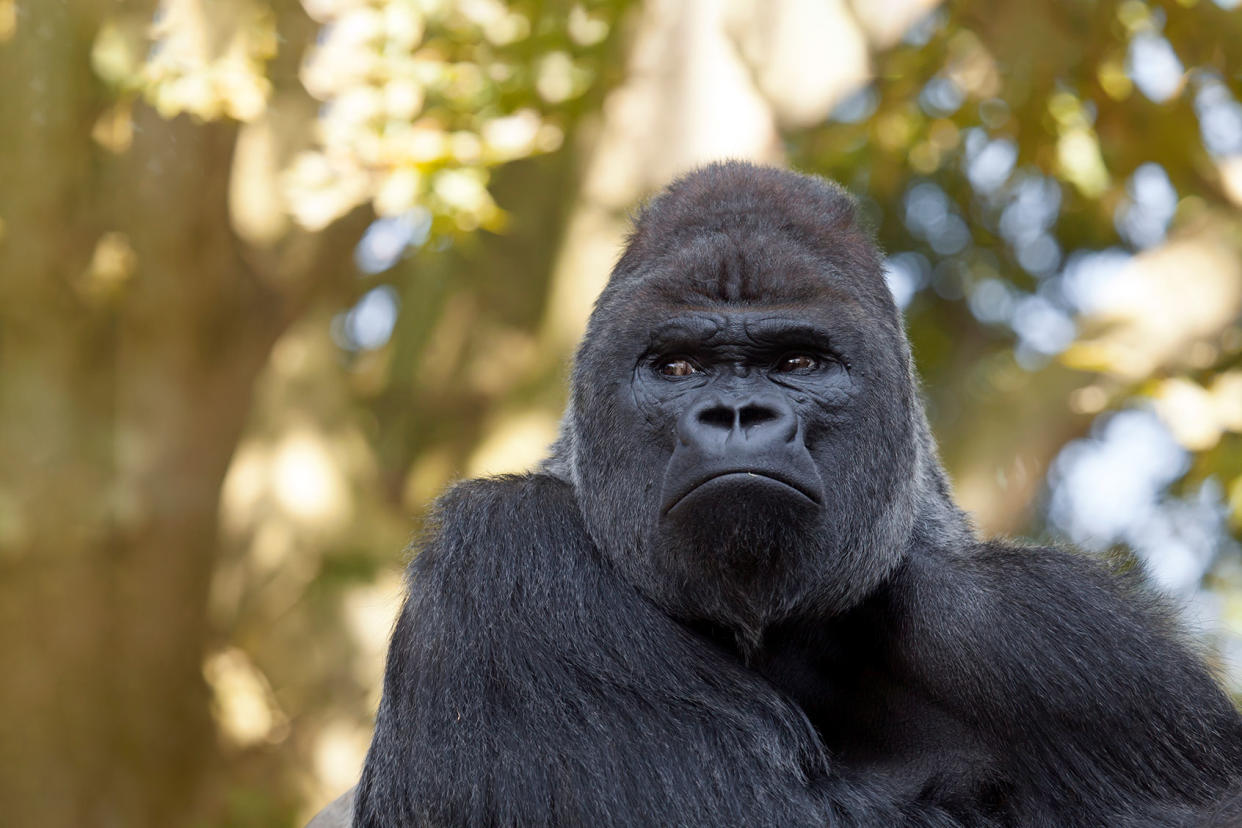 Silverback Gorilla Getty Images/Edwin_Butter