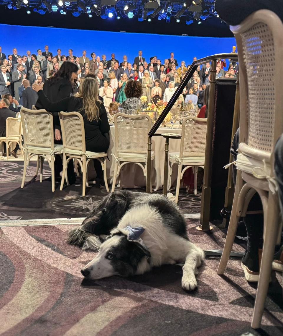 Messi, the 7-year-old border collie star of "Anatomy of a Fall," was the celebrity everyone wanted to meet at Monday's Oscar nominees luncheon.