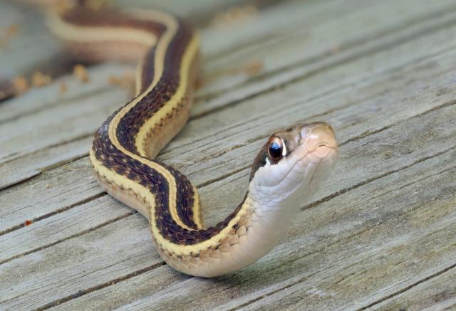 The No. 1 Sign There's a Snake in Your Bathroom — Best Life