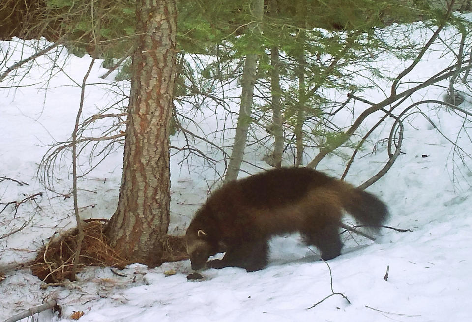 FILE - This on Feb. 27, 2016, file photo provided by the California Department of Fish and Wildlife, from a remote camera set by biologist Chris Stermer, shows a mountain wolverine in the Tahoe National Forest near Truckee, Calif., a rare sighting of the predator in the state. U.S. wildlife officials are withdrawing proposed protections for the snow-loving wolverine after determining the rare and elusive predator is not as threatened by climate change as once thought. (Chris Stermer/California Department of Fish and Wildlife via AP, File)