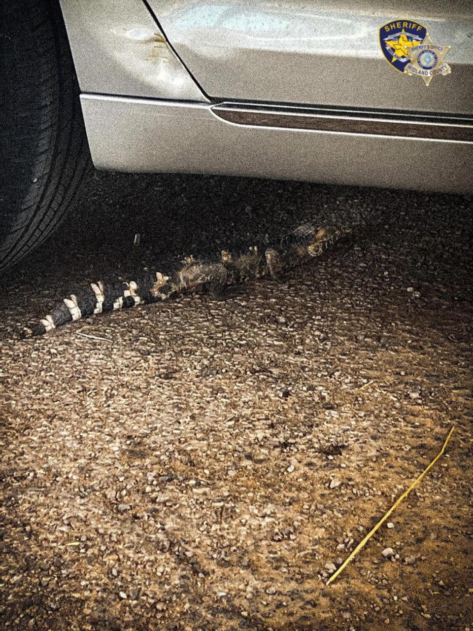 alligator found in Texas desert