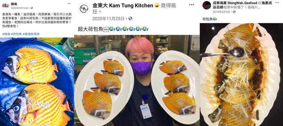 【荷包魚】價錢矜貴食用珊瑚魚4大入手點碰運氣 鴨脷洲街市/楊屋道街市/西貢/海鮮店