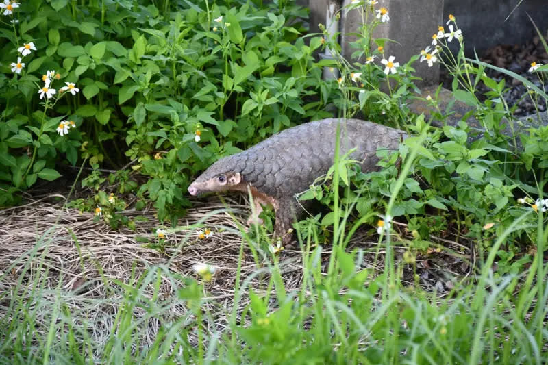 ▲當時經過兩個月的住院照養，緯寶妹恢復良好。（圖／野灣野生動物保育協會提供）