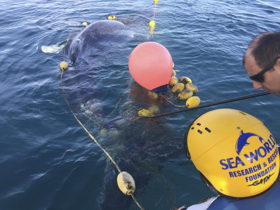 In this photo provided by Sea World Australia, rescuers try to free a whale calf tangled in a shark net off Greenmount Beach Tuesday, Oct. 9, 2018. Experts spent almost two hours on Tuesday morning untangling the humpback calf from a net about 500 meters (yards) off the beach at Gold Coast city. (Sea World Australia via AP)