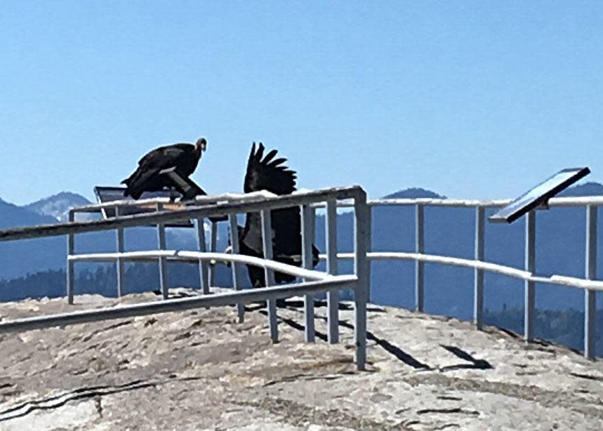 The USFWS Pacific Southwest Region recently captured several California Condors at Sequoia National Park. / Credit: Wilson Garver / National Park Service