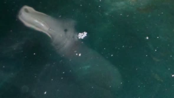 Mysterious sea creature pictured in Corfu leaves tourists baffled