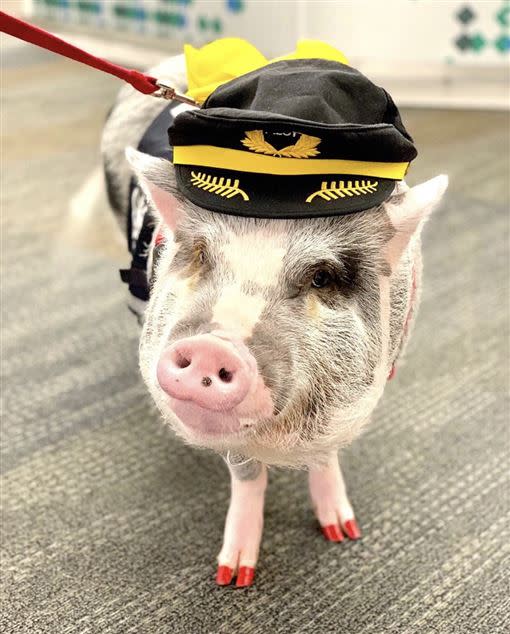 美國舊金山機場的「搖尾巴小隊」，其中成員小豬「莉露」是機場的超紅明星。（圖／翻攝自instagram＠lilou_sfpig）