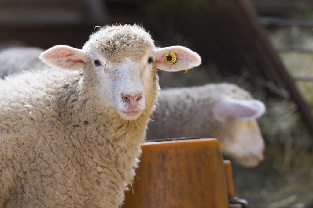 Un mouton à Ceyssat, le 1er avril 2020. - THIERRY ZOCCOLAN