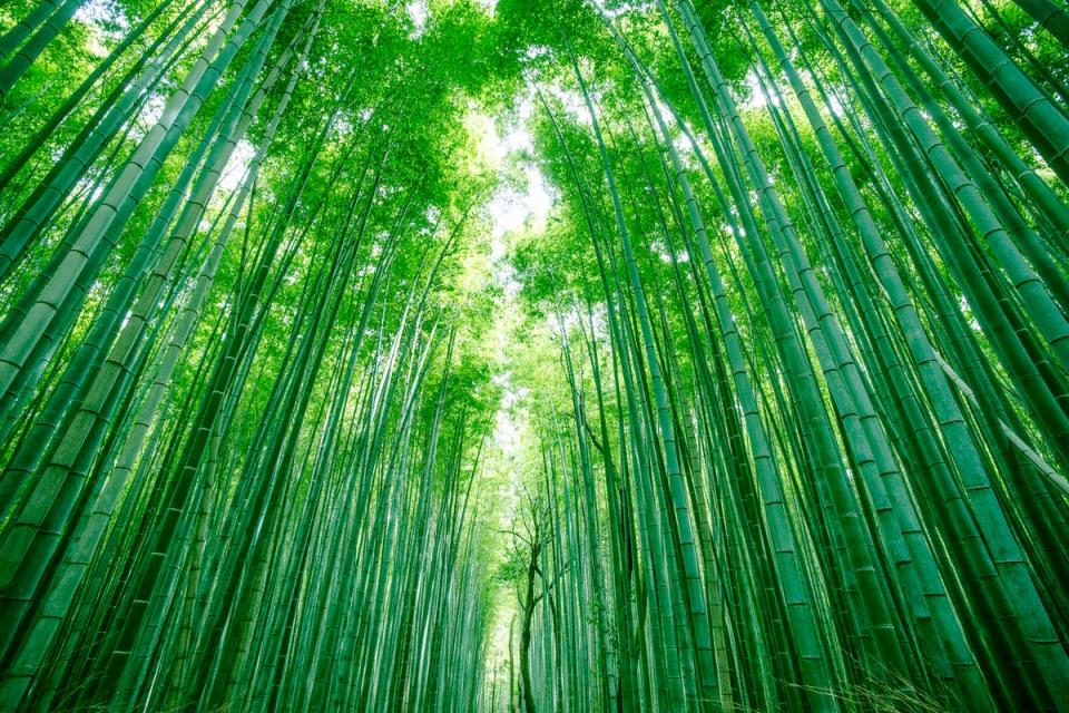 Bamboo forests like Arashiyama are the stuff of ‘Alice in Wonderland’ fantasies (Getty/iStock)