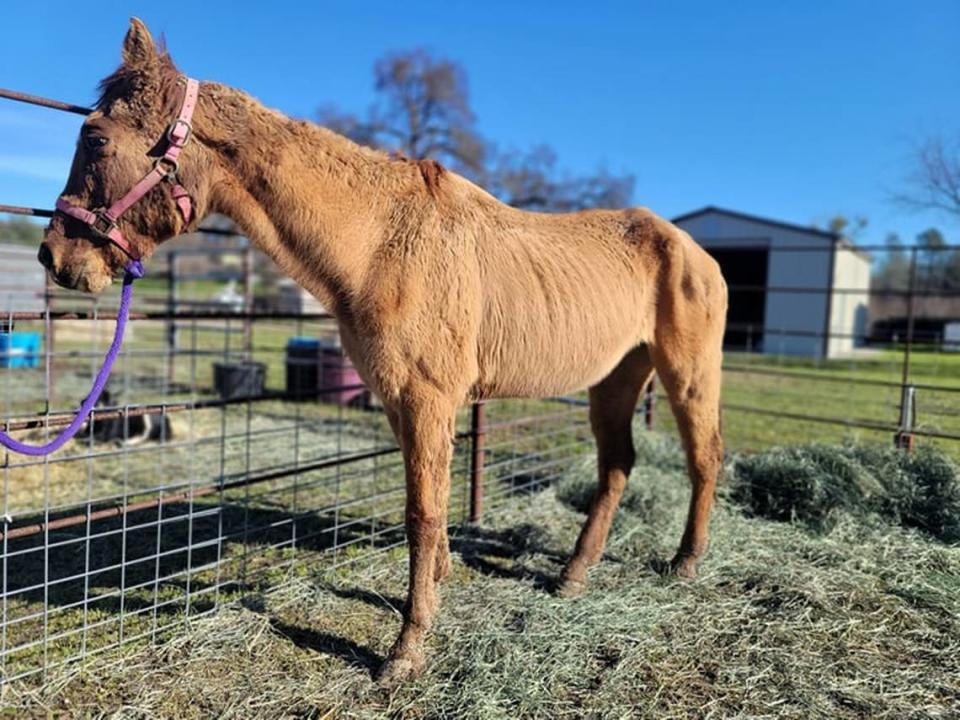 A horse was removed from the property after deputies conducted their search. Another horse was found dead.