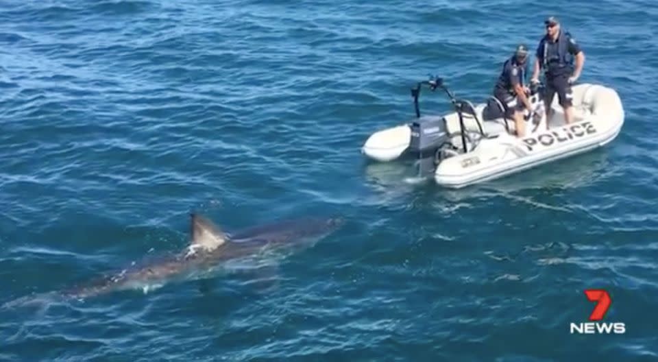 Police said the shark seemed more curious than threatening. Source: 7 News