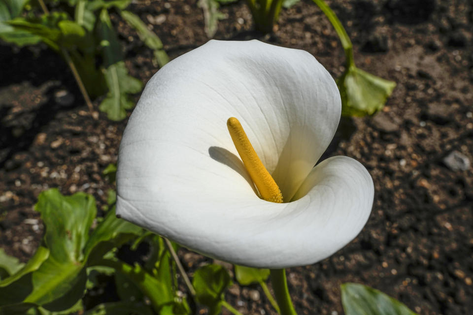 A Calla Lily is photographed at the perfume gardens of the Chateau de Versailles, west of Paris, Thursday, May 25, 2023. The Versailles flower gardens were once a symbol of the French king’s expeditionary might and helped water-deprived courtiers perfume their skin. Now, they have been reimagined to give today’s public a glimpse — and a sniff — into the gilded palace’s olfactory past. (AP Photo/Michel Euler)