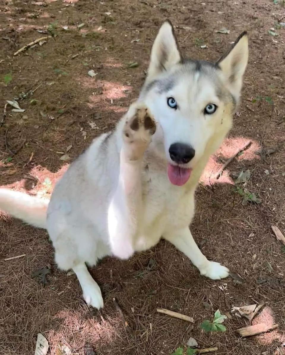 Howl, rescued from terrible conditions at a home in Tiverton four months ago, lifts a paw as his photo is taken at his new home in the Wolves of Maine Sanctuary.