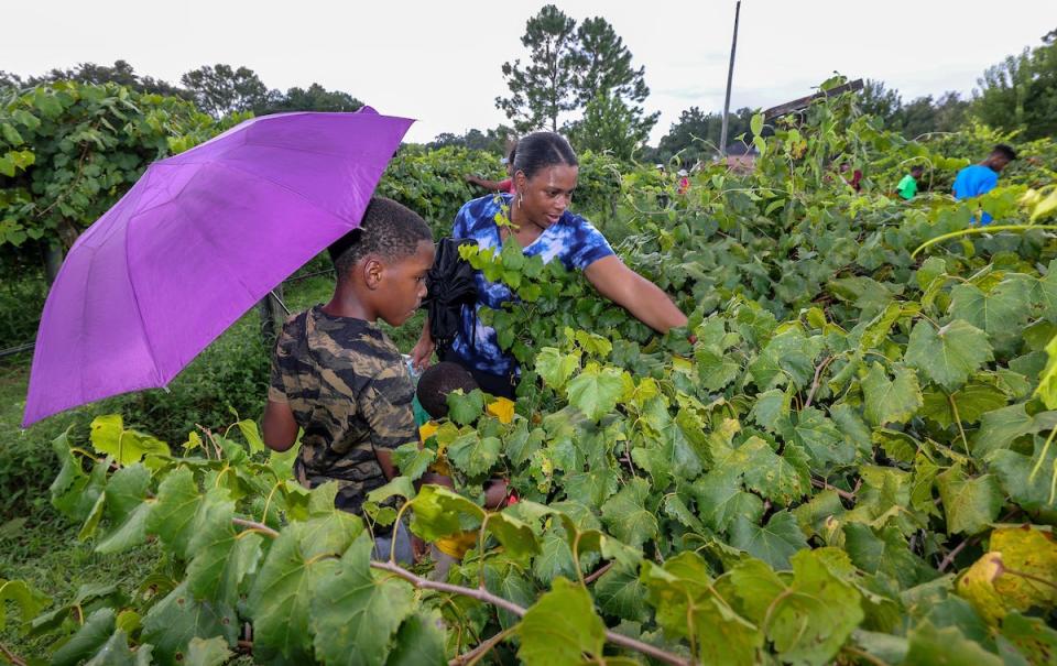 FAMU will celebrate its 21th Grape Harvest Festival at the Center for Viticulture and Small Fruit Research Aug. 25-26, 2023. The festival, shown here in 2022, celebrates FAMU’s role as a national leader in viticulture research.