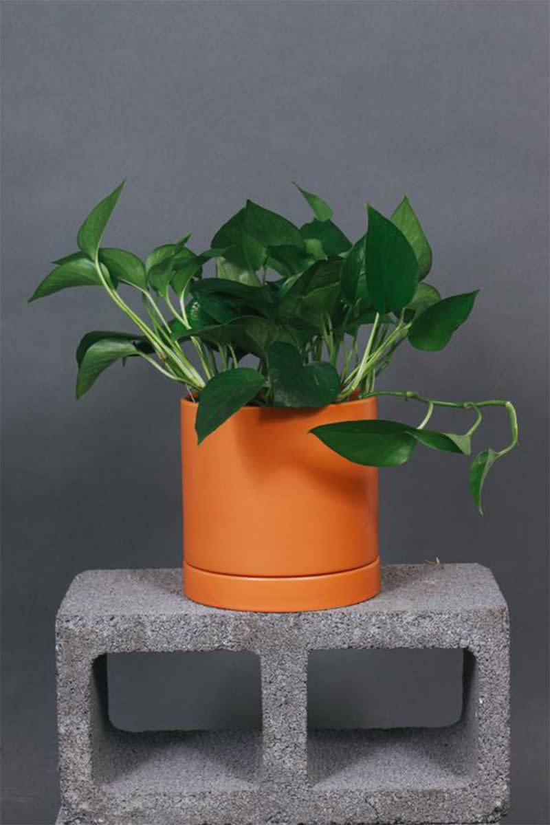 1) Jade Pothos