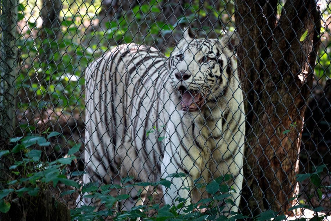 “Saber” the tiger in his enclosure at the The Carolina Tiger in Pittsboro, N.C. on Tuesday, Aug. 9, 2022.