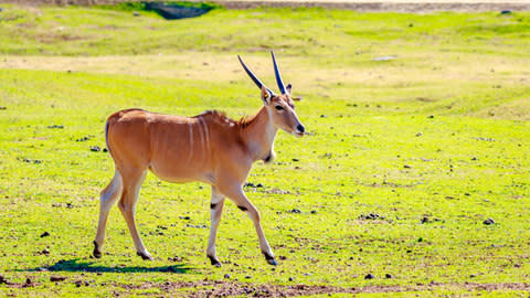 An eland – the world’s largest antelopes - Credit: ©pngstudio - stock.adobe.com/Peng GE
