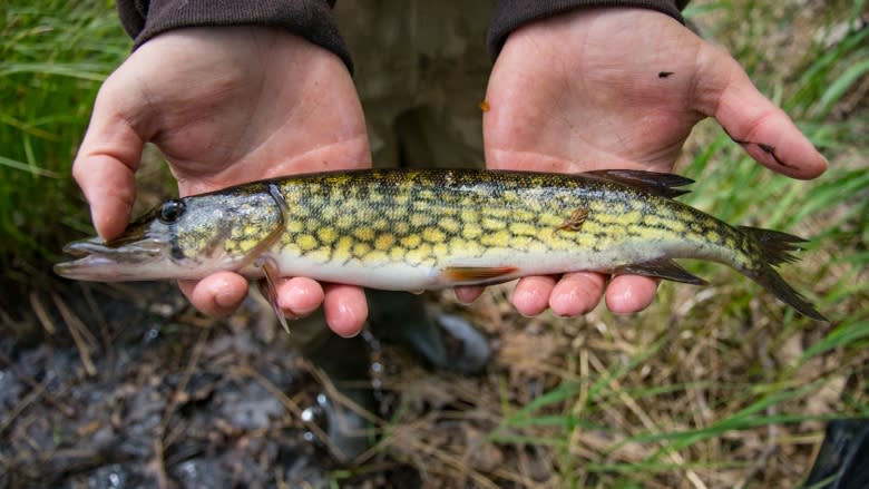 Chain pickerel invade critical Nova Scotia salmon habitat