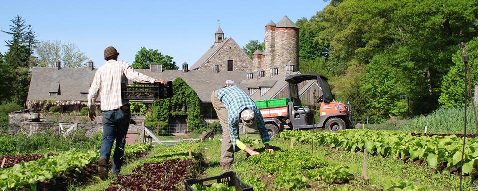 Stone Barns Center features workers bent over lush green crops and a stone building in backdrop. Another location for regenerative agriculture. 