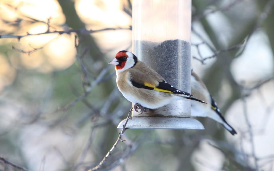 Goldfinch feeding on Niger Seeds - Alamy