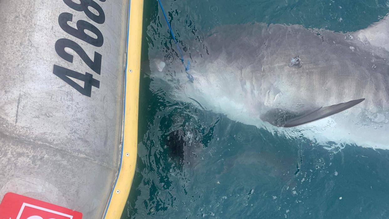 A tiger shark with an echidna beside it