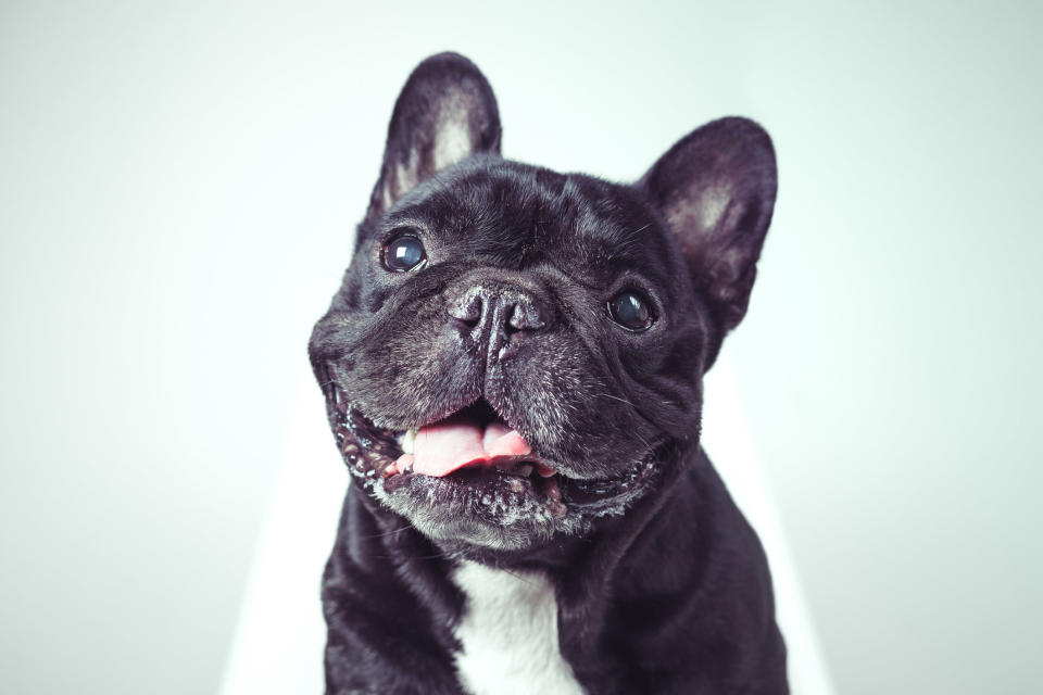 A close-up of a black dog