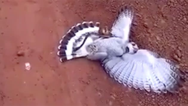 The hawk attempts to break out of choker-hold but the snake has too firm of a grip on the bird. Photo: Supplied