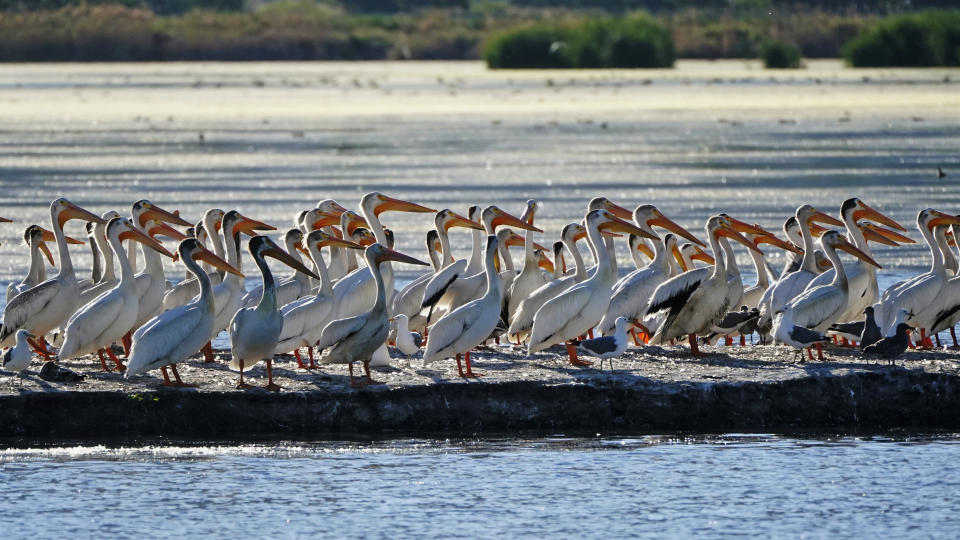 Pelicans gather on an island on Farmington Bay near the Great Salt Lake Tuesday, June 29, 2021, in Farmington, Utah. The Great Salt Lake in Utah has been shrinking for years, and a drought gripping the American West could make this year the worst yet. The receding water is already affecting nesting pelicans that are among millions of birds dependent on the largest natural lake west of the Mississippi River. (AP Photo/Rick Bowmer)