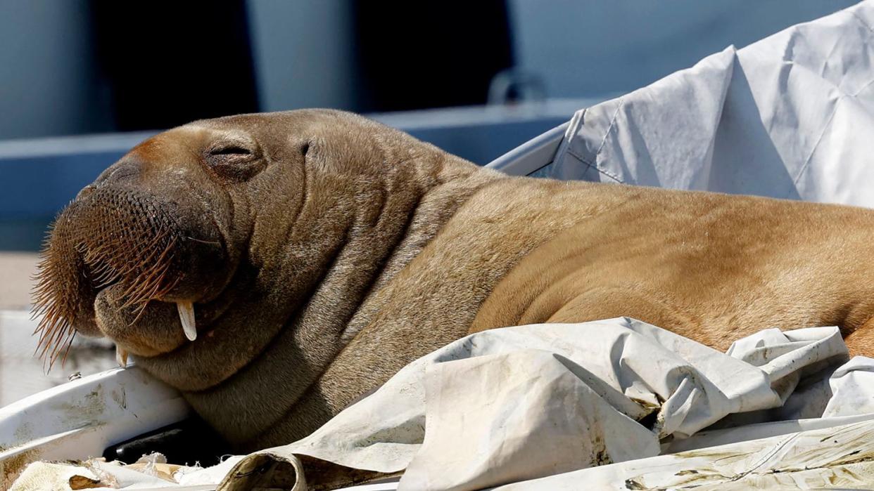 A young female walrus nicknamed Freya rests on a boat in Frognerkilen, Oslo Fjord, Norway