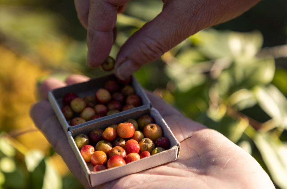 A woman shows matchboxes of micro apples, grown on an apple tree withstanding winter temperatures of under 60 degrees Celsius, on the outskirts of Yakutsk, Russia September 9, 2021.