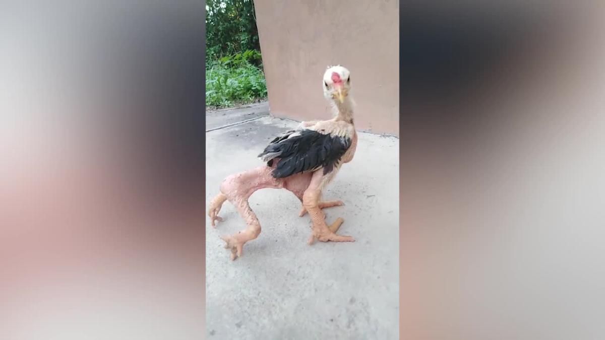 Chicken with 4 huge legs is a sight to see