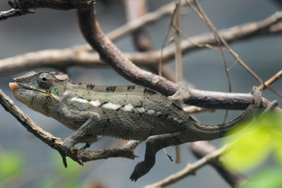 A Panther Chameleon at London Zoo's new experience, The Secret Life of Reptiles and Amphibians ahead of its opening to the public on Friday March 29, in London, Monday, March 25, 2024. (AP Photo/Kirsty Wigglesworth)