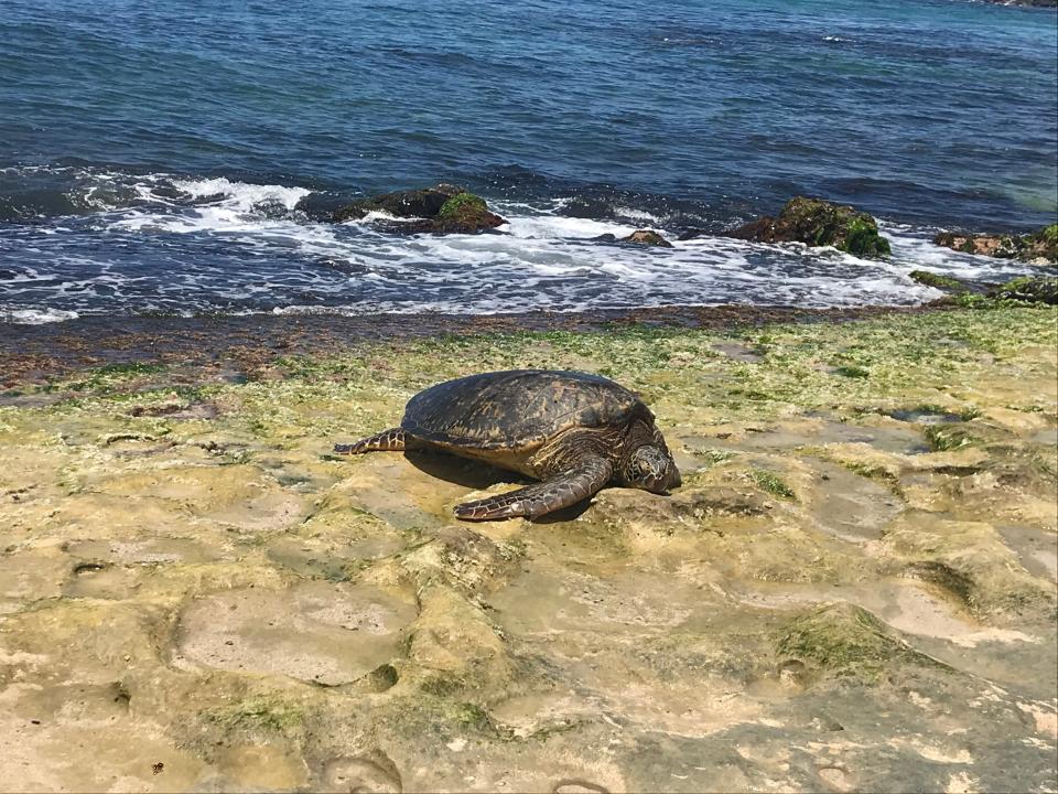 Laniakea Beach, on Oahu's North Shore, is best known for its green sea turtles.