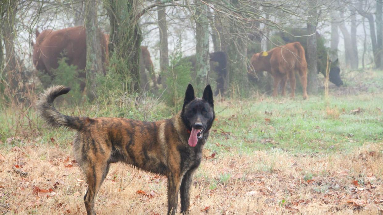 Dutch shepherd dog standing near cows