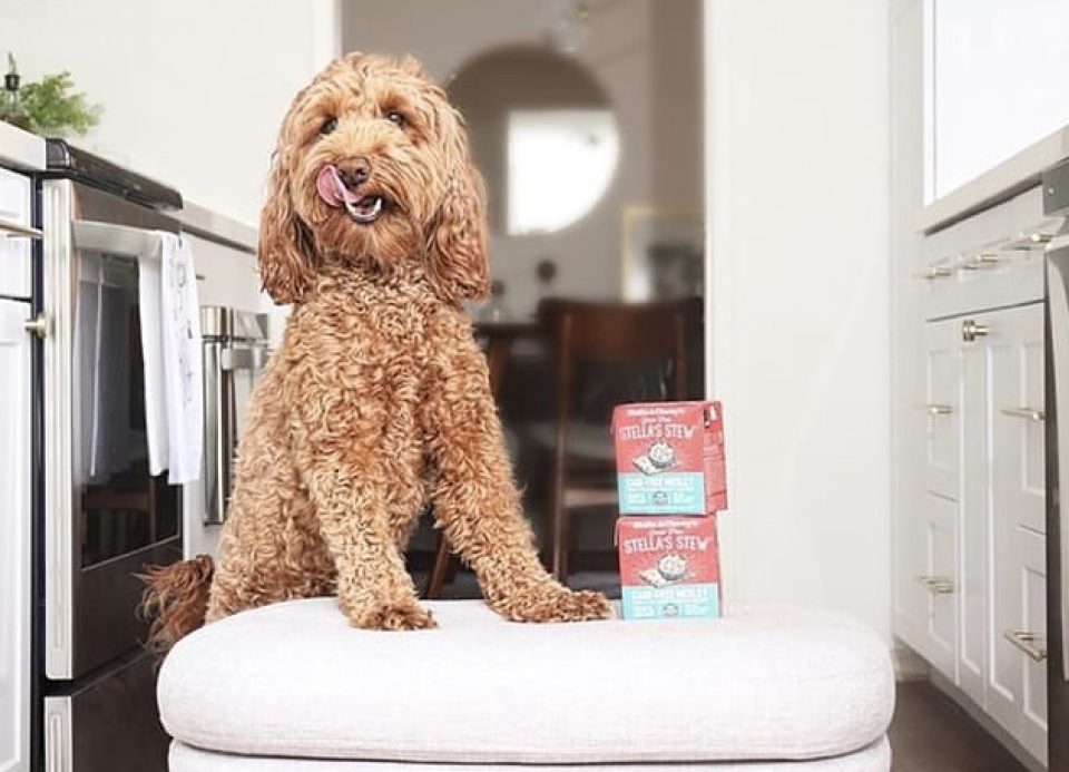 Give your dog a healthy meal they'll enjoy. (Photo: Stella & Chewy) 