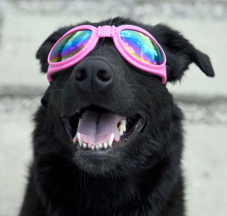 Madison wears sunglasses to view the eclipse along the Cumberland River in Nashville, Tenn.