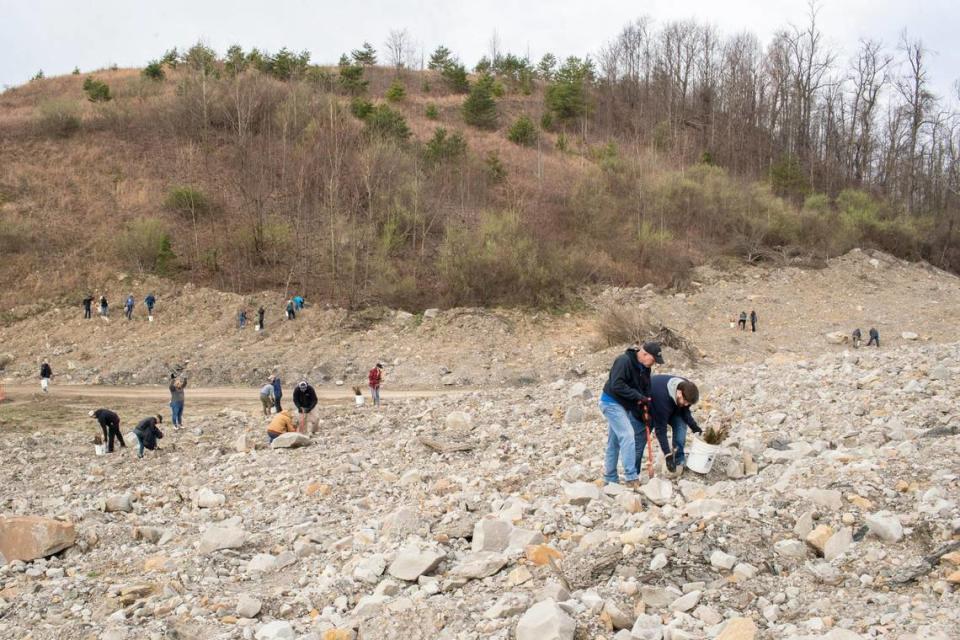 Volunteers and officials with the Nature Conservancy, Green Forests Work and Beam Suntory work on a former coal strip mining site to plant seedling trees outside Middlesboro, Ky., Tuesday, March 28, 2022.
