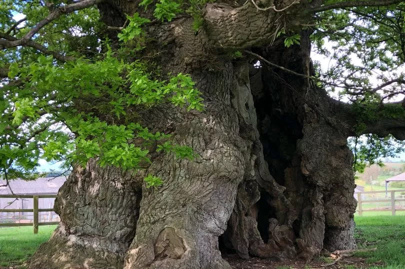 The Bowthorpe Oak in Manthorpe, Lincolnshire