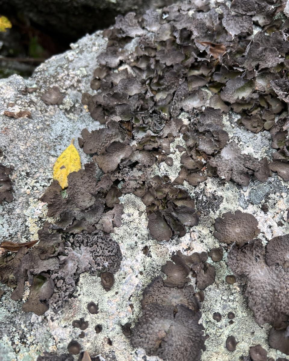 Lichen crusted rock at Orris Falls Preserve in South Berwick, Maine.